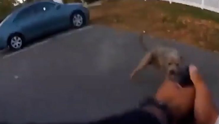 ABD’de pitbull cinsi köpek polise saldırdı