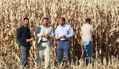 Diyarbakır’dan 253 bin ton mısır rekoltesi bekleniyor