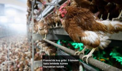 Fransa’da kuş gribi: 5 binden fazla beldede kümes hayvanları karantinaya alındı