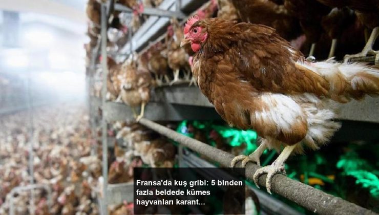 Fransa’da kuş gribi: 5 binden fazla beldede kümes hayvanları karantinaya alındı