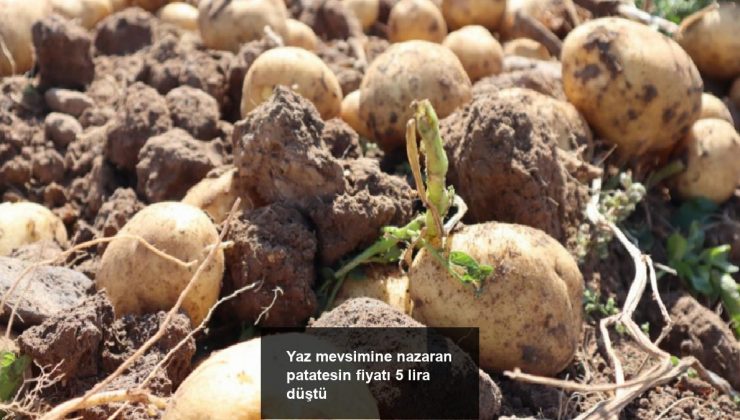Yaz mevsimine nazaran patatesin fiyatı 5 lira düştü 
