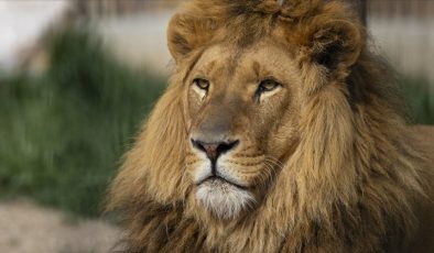 Avustralya’da hayvanat bahçesinden kaçan 5 aslan korkuttu