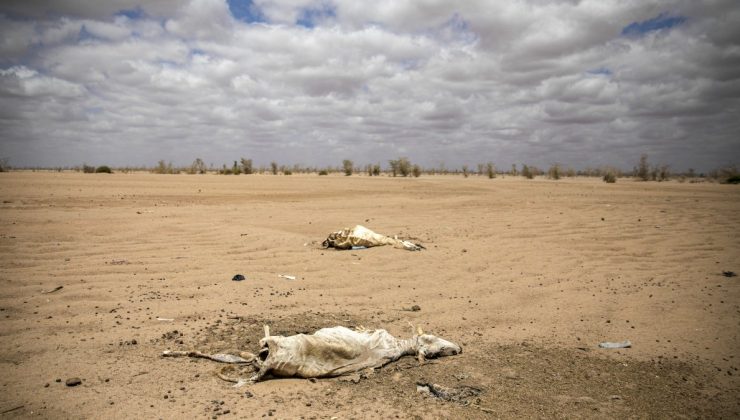 Doğu Afrika’da kuraklık 36,1 milyon kişiyi etkiledi
