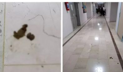İzmir’deki hastanelerde başıboş köpek tedirginliği