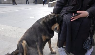Trabzon’da sahipli köpeklere ağızlık kararı geri çekildi