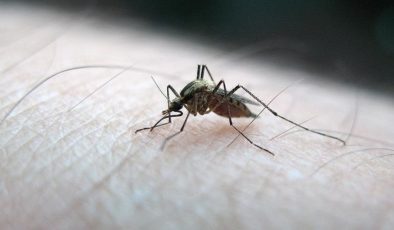 Böcek ilaçlarına dirençli sivrisinekler bulundu