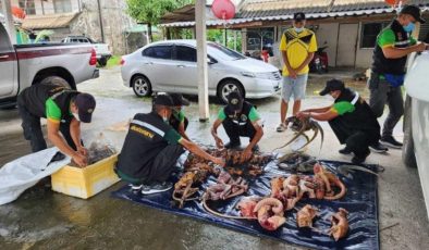 Tayland’da bir kadının aracından 68 kaçak hayvan cesedi çıktı