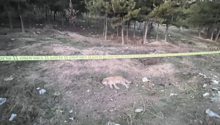 Ankara’da tüfekle vurulmuş 4 köpek ölüsü bulundu