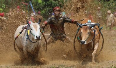 Endonezya’da geleneksel büyükbaş hayvan yarışı yapıldı