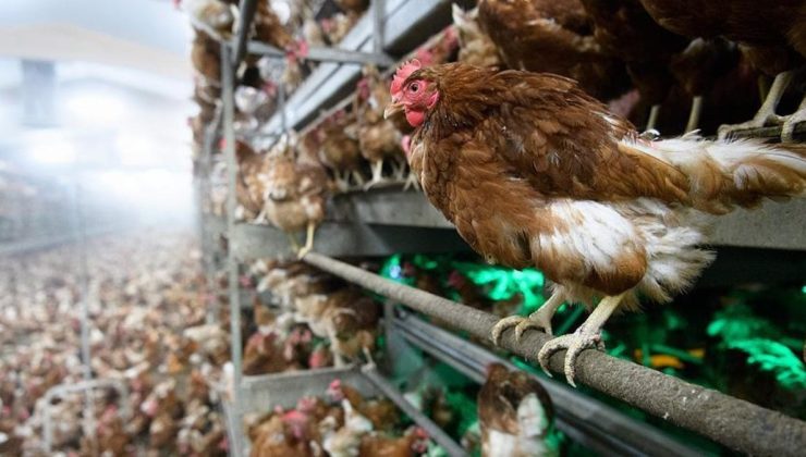 Japonya’da kuş gribi: 10 milyon tavuk itlaf edildi