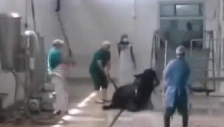 Adana’da büyükbaş hayvanı eziyet ederek öldüren 2 kurum çalışanı gözaltına alındı