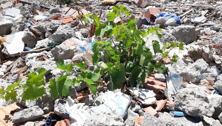 Adıyaman’da deprem enkazında yeşeren bitkiler