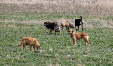 Ankaralılar başıboş köpek sorununun çözülmesini istiyor