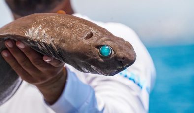 Antalya’da ışık saçan köpek balığı yakaladı