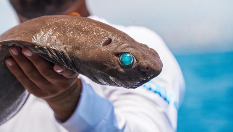 Antalya’da ışık saçan köpek balığı yakaladı
