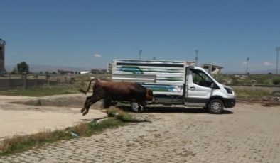 Bir bayram klasiği! Kaçan kurbanlıklar ortalığı birbirine kattı