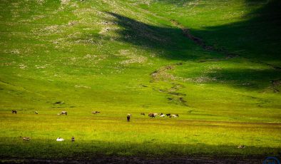 Görenler hayran kaldı! Ardahan’da doğa renklendi