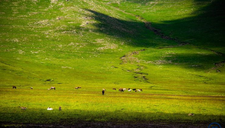 Görenler hayran kaldı! Ardahan’da doğa renklendi