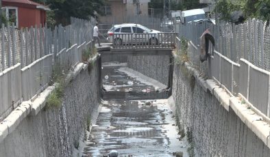 İstanbul ilçelerinde sivrisinek tedirginliği