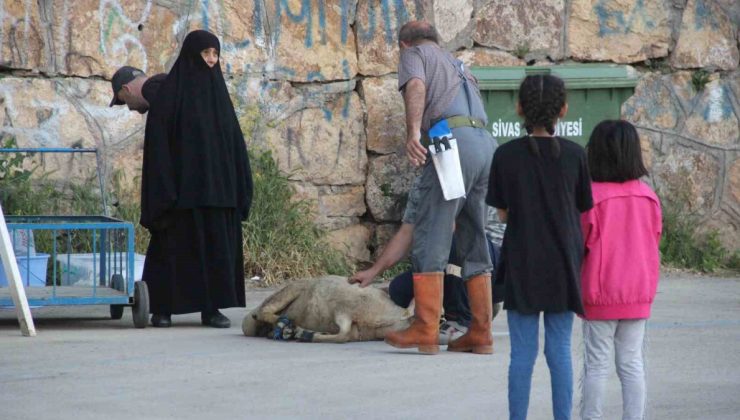 Kurban kesiminde çocukların duygusal anları