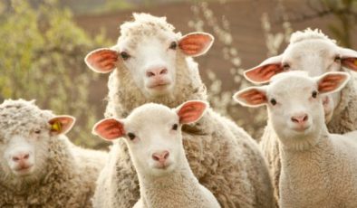 Kuyruksuz veya kuyruğu kesik koyunlar kurban edilebilir mi?