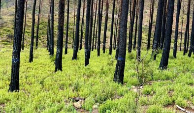 Muğla’da yanan ormanlarda yeni teknik uygulandı: Sonuç yeşillik