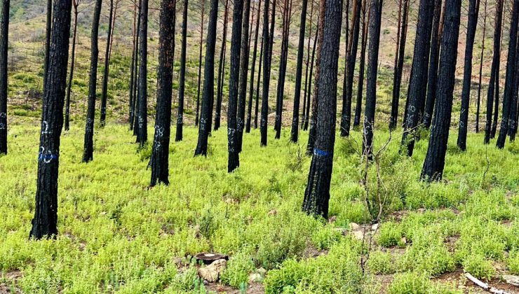 Muğla’da yanan ormanlarda yeni teknik uygulandı: Sonuç yeşillik