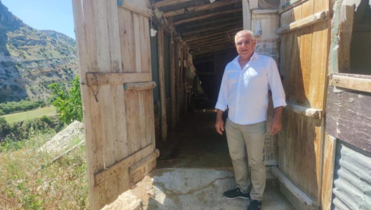 Tunceli’de kurbanlık koyun bayram sabahı kaçtı: Sahibi 3 gündür arıyor
