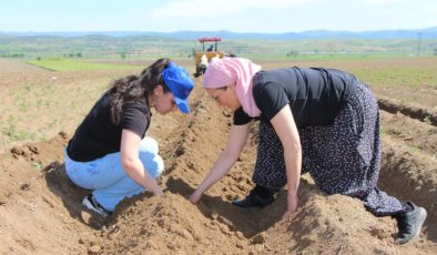 Cambridge mezunu kadın çiftçi, mor patates ekimini Anadolu’ya yayıyor