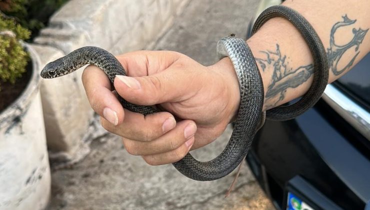 Hatay’da elleriyle yakaladığı yılanı uyardı