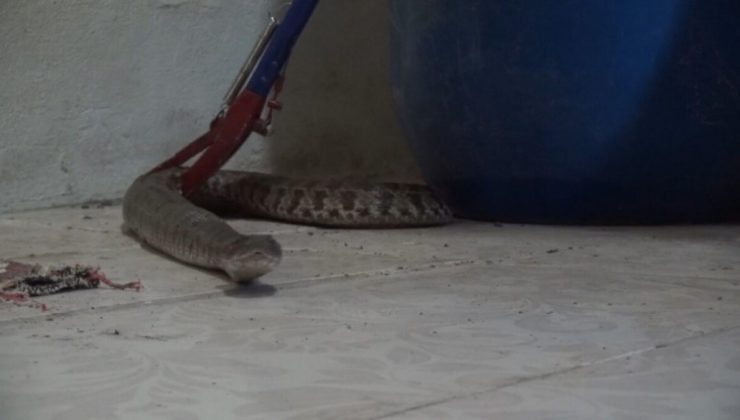 Havalar ısındı yılanlar ortaya çıktı: Gıda kokusunu alan yılan eve girer