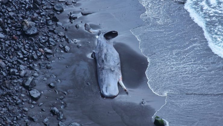 Karaya cesedi vuran balinanın içinden 500 bin euroluk amber çıktı