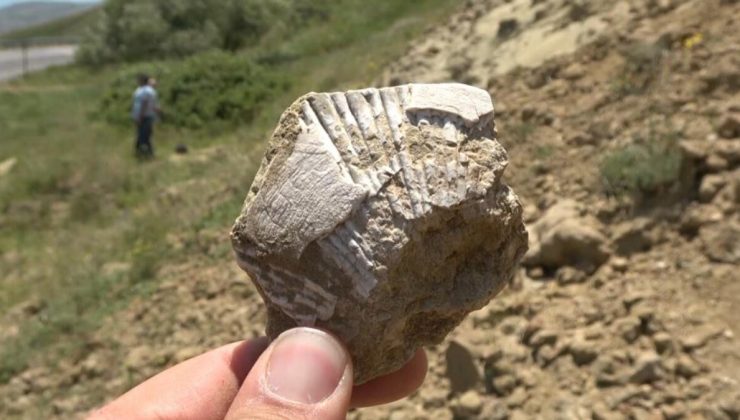 Muş’ta 20 milyon yıllık deniz canlıları fosili bulundu