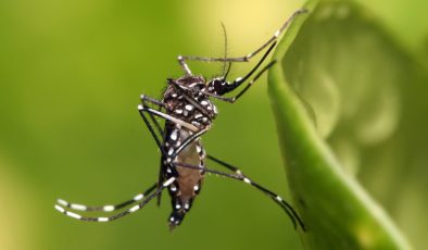 Türkiye’de de var: ‘İstilacı sivrisinek’, viral hastalıklara sebep oluyor