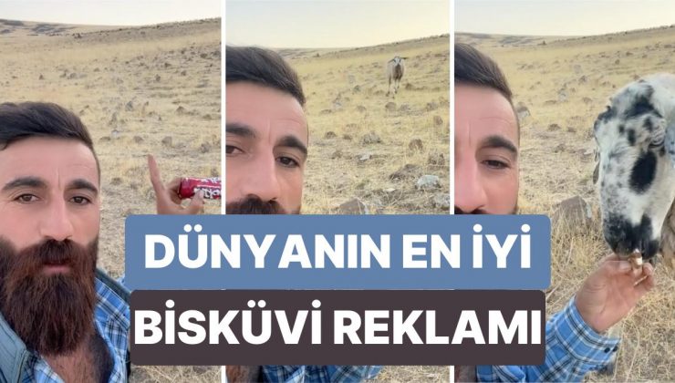 500 Metre Öteden Gördüğü Bisküviyi Yemek İçin Koşarak Gelen Fenomen Koyun Gülçin