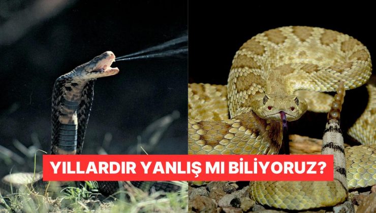 Kafamızda Yine Deli Sorular: Yılan Zehrini Emerek Çıkarmak Gerçekten İşe Yarıyor mu?