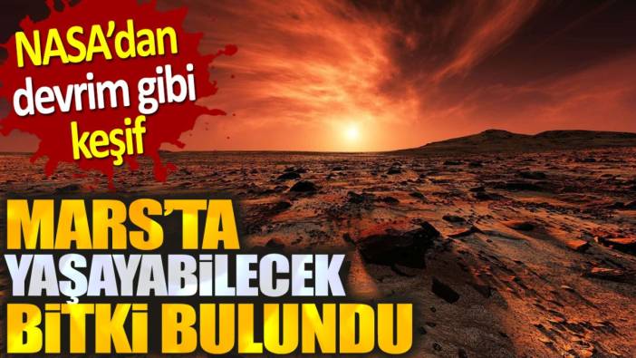 NASA’dan Çığır Açan Keşif: Mars’ta Hayatta Kalabilen Bitki Türü Keşfedildi